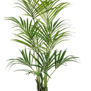 Natural Kentia Palm 172 cm